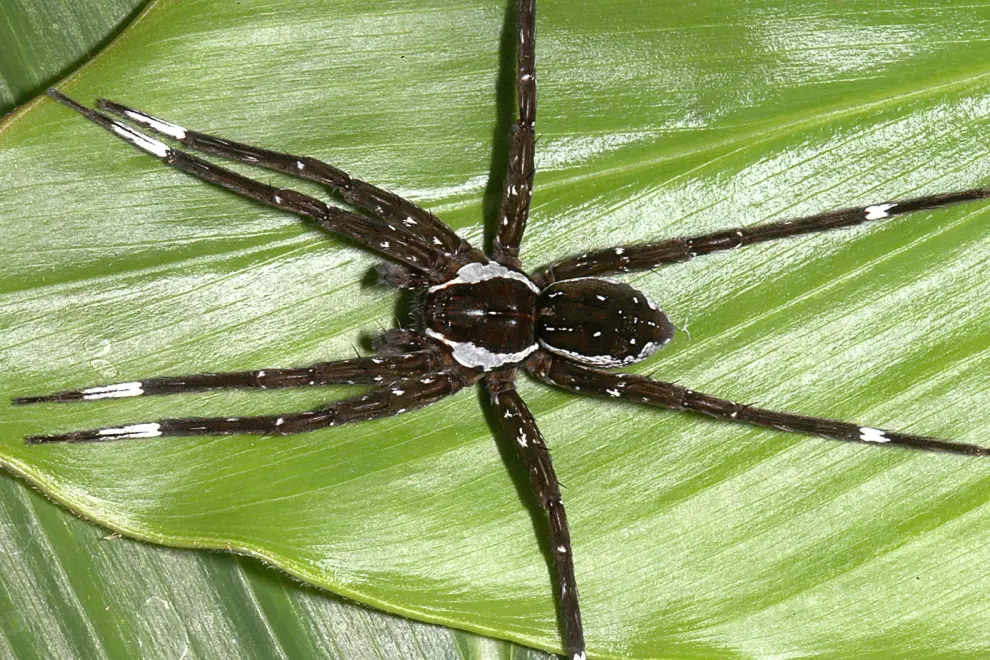 Dolomedes hydatostella, one of the four new species of raft spiders discovered in Madagascar. Photo: Matjaž Kuntner