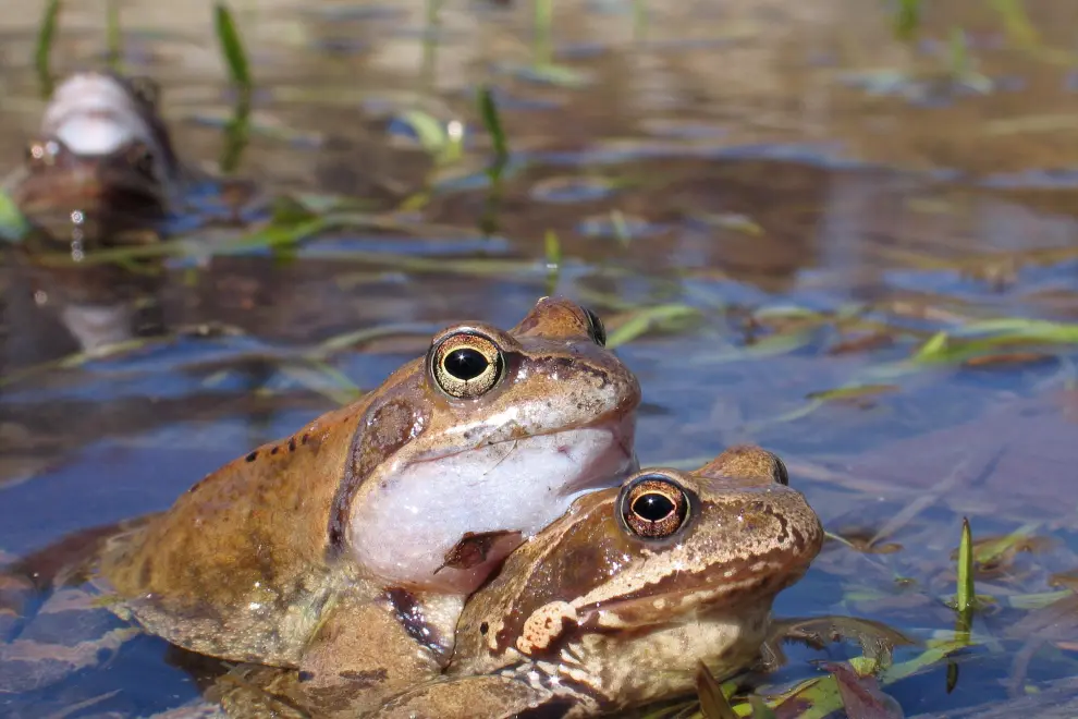 Frogs. Photo: East News/STA