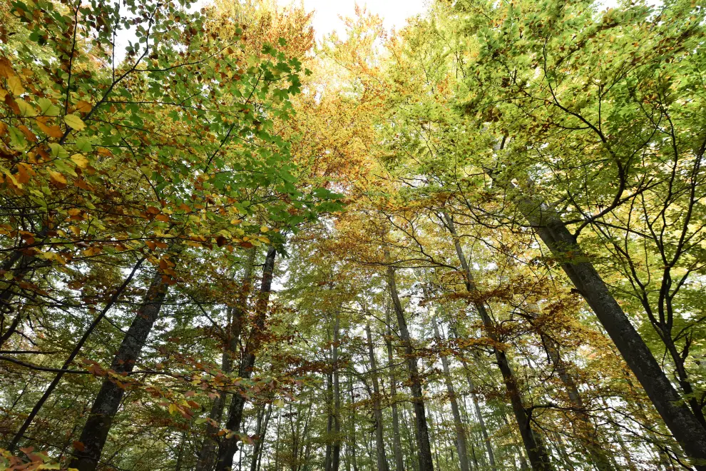 Trees in autumn shades. Foto: Tamino Petelinšek/STA