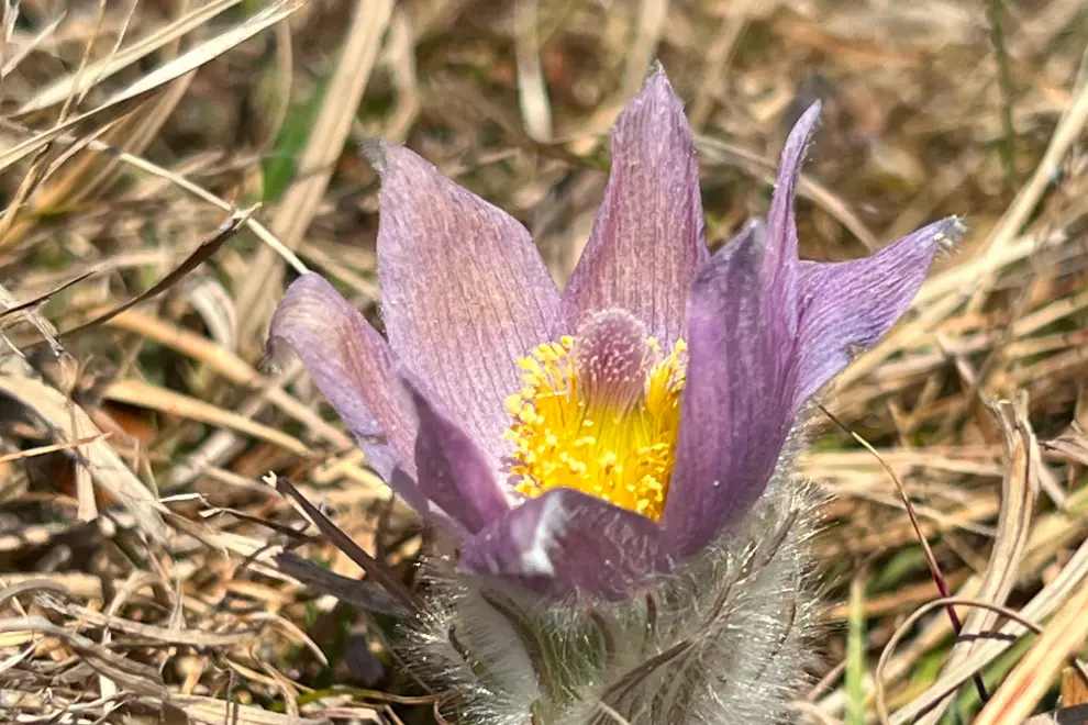 The greater pasque flower at Mount Boč. Photo: STA